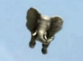 Is it a bird? A jumbo jet? No it's an elephant landing on the runway