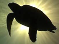 Happiest turtle ever