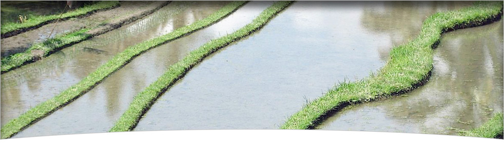 header-paddyfarm