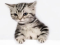 The BP Oil Spill Re-Enacted By Cats