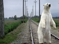 nissanpolarbear