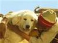 Herding dogs take loving care of goats