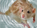 Rat Takes a Bath!