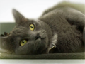 Cats Rule, Dogs Drool Cats Rule, Dogs Drool