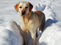Dogs Body Surfing in the Snowy Woods Dogs Body Surfing in the Snowy Woods