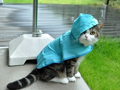 I Am Maru, I Am Adorable