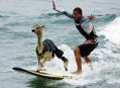 surfing alpaca