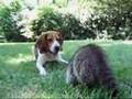 Raccoon Willie & his beagle buddy