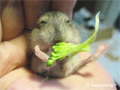 Adorable tiny baby hamster eats broccoli