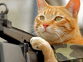 Medal of Honor Cat
