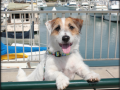 Useful dog tricks 2 performed by Jesse the Jack Russell Terrier Useful dog tricks 2 performed by Jesse the Jack Russell Terrier