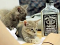 Kittywood