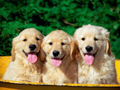 Dogs are awesome