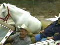 You've never seen a horse like Patches