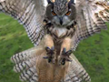 eagle owl