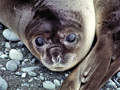 Charlie and the loving elephant seal pups