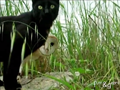 Cat and owl playing: a perfect friendship!