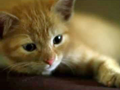 A cat's life - The kitten