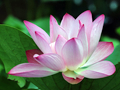 waterlilly
