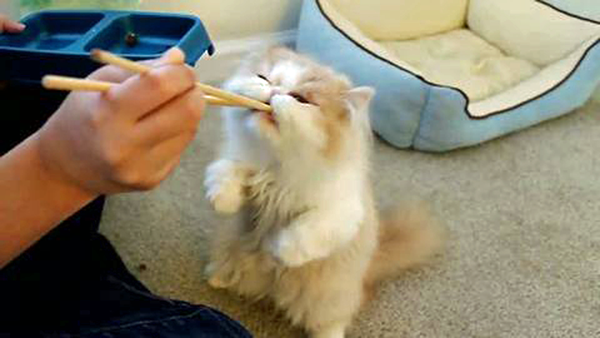 Persian kitten eats from chopsticks [VIDEO] | Dawn Productions