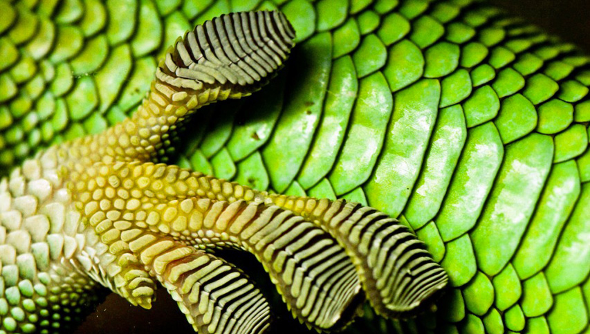 Biomimicry: The Perfect Way to Copy Nature [VIDEO] | Dawn Productions