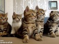 10-cutest-cat-moments