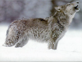 howling-snow-wolf