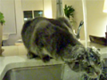 cat_shower