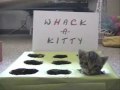 whack a kitty