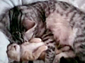 cat-mom-hugs-baby-kitten