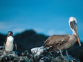 penguin_pelican