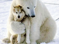 polar-bear-funny-dog-death-hug