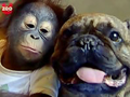 bulldog_orangutan