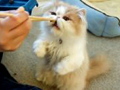 chopsticks kitty