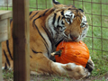 big cat pumpkin