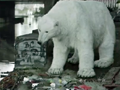 homeless polar bear