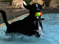 dogs in water_slow motion