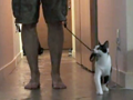 how-to-walk-your-human