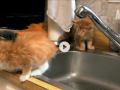 maine coon kittens_faucet_big