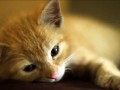 a-cat-life-the-kitten