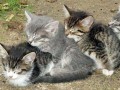 cat life coaching tips