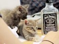kittywood