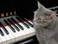 nora-piano-cat