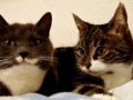 talking cats