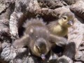 mandarin ducklings leap