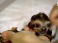 Bath-Time-for-Baby-Sloths