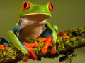 follow the frog