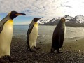 penguin-dance-off