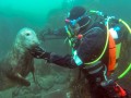 seal pup-and-diver