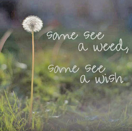 Some see a weed